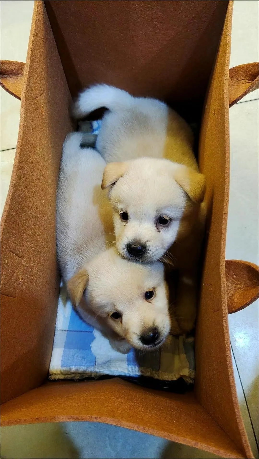 12Colors Plain Unisex Wide Base Large Felt Tote - Image 3